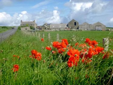 Red poppies below Samson's Lane, Stronsay