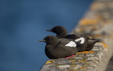 Go wild birdwatching. Two guillemots on the Stronsay pier