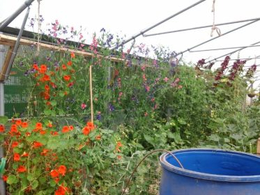 Climbing flowers in full bloom in the Stronsay Community Greenhouse