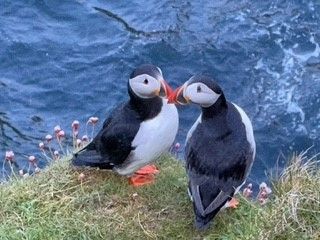 Two Puffins on Burgh Head, Stronsay